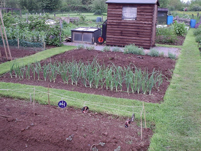 A neat, square allotment in front of a shed. Vegetables are growing in straight lines.