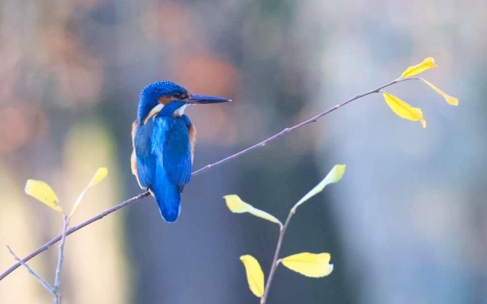 A photograph of a bright blue kingfisher sitting on a twig with yellow-green leaves. Photo credit: Steve Jones