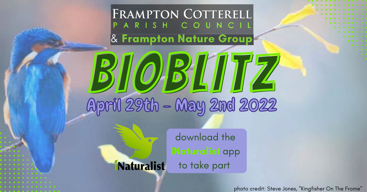 Frampton Cotterell BioBlitz Weekend!