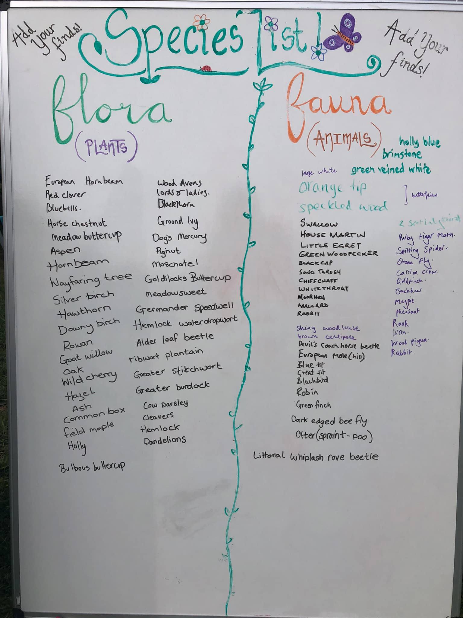 A whiteboard divided into two halve. The top reads Species List, and then the two columns are labelled "Flora (plants)" and "Fauna (animals). Beneath, in lots of different handwriting, are lists of the species recorded by local people during the event.