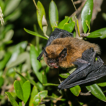 A pipistrelle bat perched on some greenery.