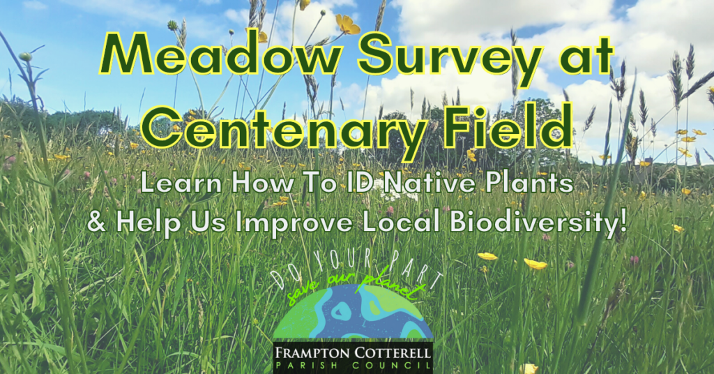 Meadow Survey at Centenary Field. Learn How To ID Native Plants & Help Us Improve Local Biodiversity