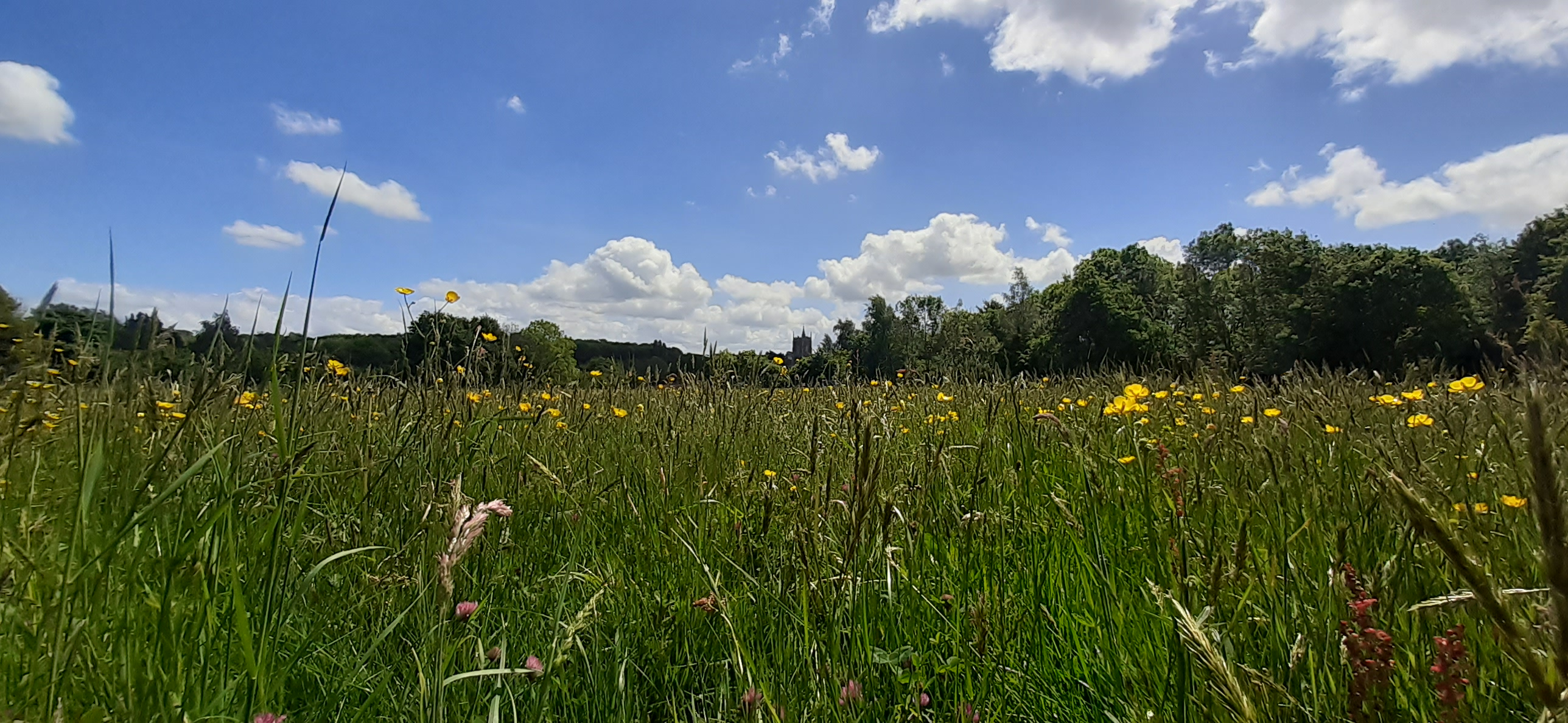 2025 Meadow Survey at Centenary Field – Get Involved!