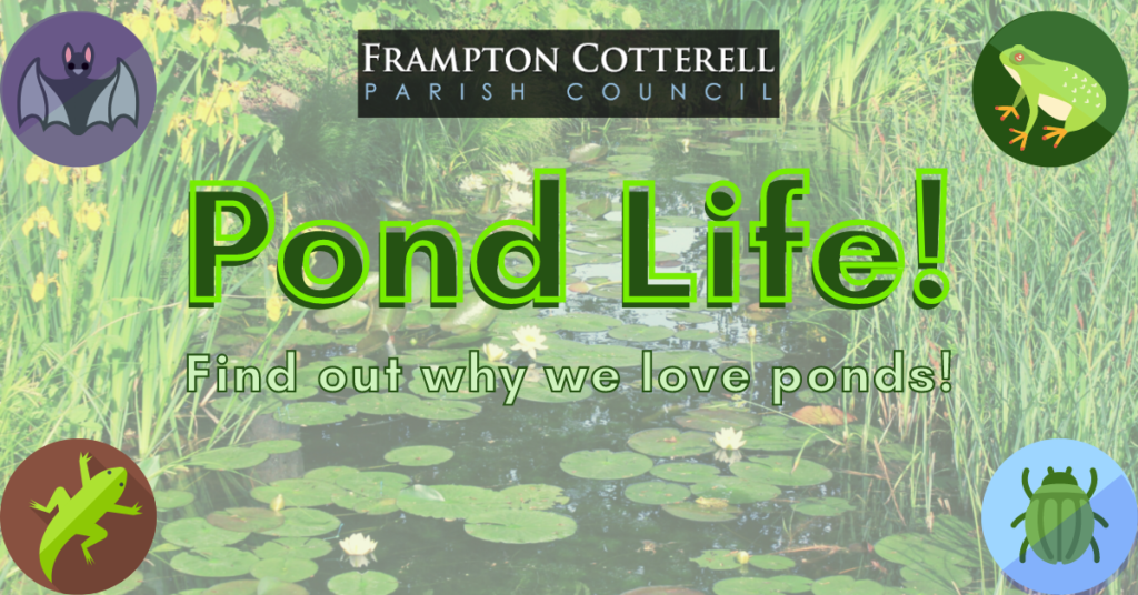 Pond Life! Find out why we love ponds