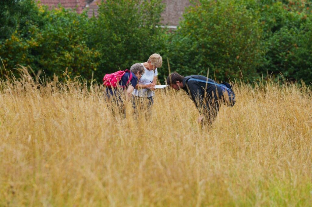 Three people standing in a hay meadow of long yellow grasses. They are leaning over intently looking at the grasses.