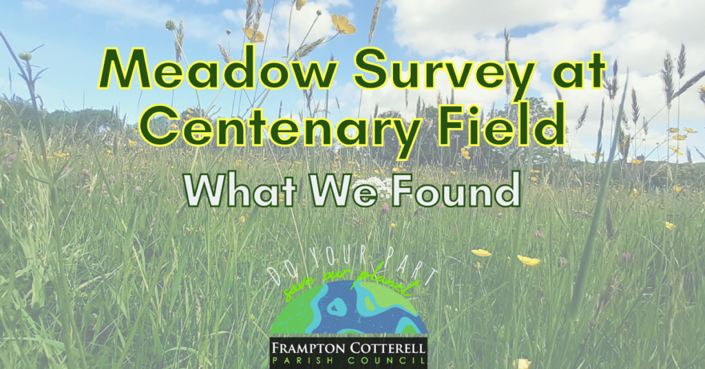 Meadow Survey at Centenary Field - What We Found!