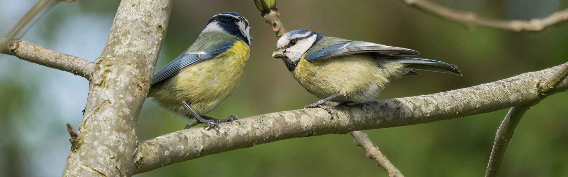 A photograph of two blue tits on a tree branch.