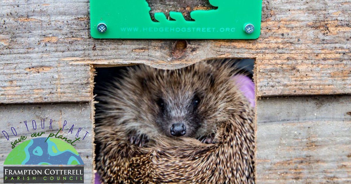 A hedgehog curled up in a ball looking out of a square hole in a wooden fence. The bottom of a green sign is visible above the hole, with the words www.hedgehogstreet.org. Frampton cotterell parish council "Do Your Part Save Our Planet" logo in lower left corner.