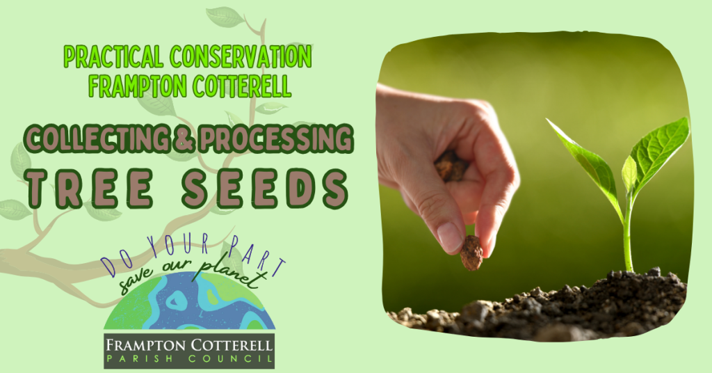 To the right, a photograph of a tree seedling in dirt with a hand placing a seed into the earth beside it. Text to the left reads, "Practical Conservation Frampton Cotterell, Collecting & Processing Tree Seeds". Beneath the text is the Frampton Cotterell Parish Council Climate & Nature Logo which reads "Do your part, save our planet".