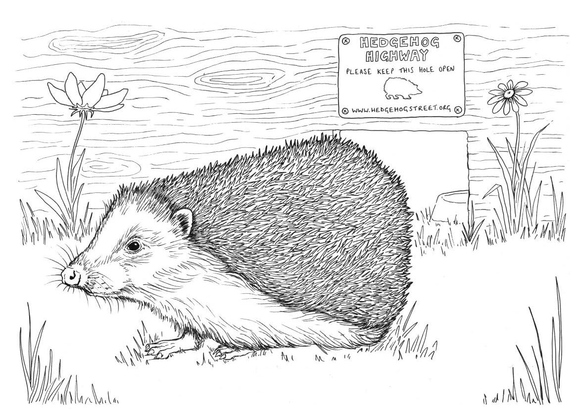 A black and white colouring sheet depicting a hedgehog sitting on grass in front of a Hedgehog Highway.