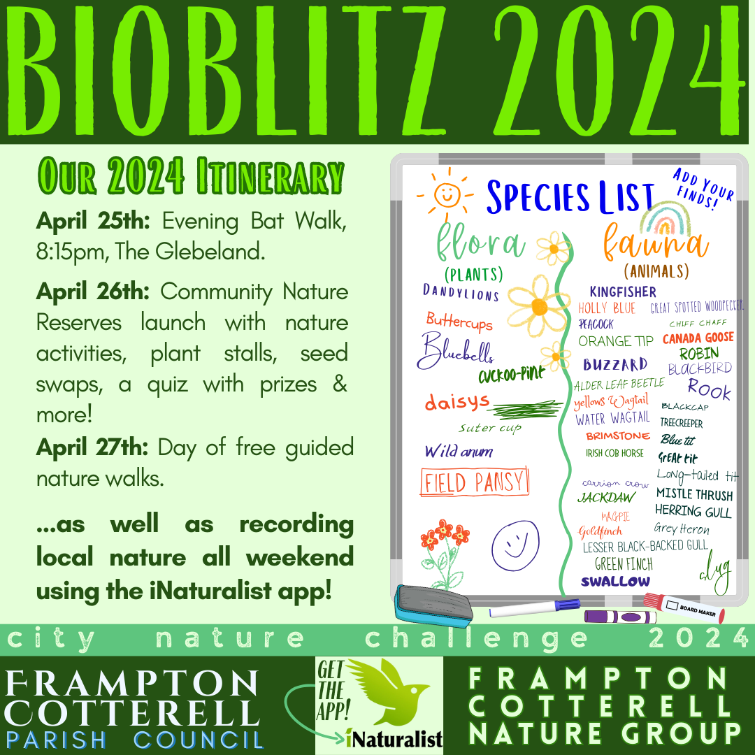 Bioblitz 2024. Our 2024 Itinerary: April 25th: Evening Bat Walk, 8:15pm, The Glebeland. April 26th: Community Nature Reserves launch with nature activities, plant stalls, seed swaps, a quiz with prizes & more! April 27th: Day of free guided nature walks. ...as well as recording local nature all weekend using the iNaturalist app! A stylised image of the 2024 BioBlitz whiteboard with the heading: Species List - Add Your Finds! and subheadings "Flora (Plants)" and "Fauna (Animals)". In various handwriting-style fonts are two lists of different plants and animals spotted last year, including Buttercups, field pansies, cuckoo-pints, buzzard, jackdaw, Brimstone, and slug. Footer text reads, CITY NATURE CHALLENGE 2024. Frampton Cotterell Parish Council. iNaturalist - Get The App! Frampton Cotterell Nature Group.
